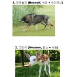 이종 교배 성공한 <b>희귀종</b>