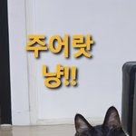 [고양이] <b>츄</b>르를 대하는 으르신의 눈빛!!
