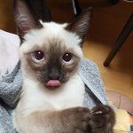 [NCT즌] 텐 <b>고</b>먐미 <b>눈</b> 왤케이쁨?
