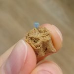 [강아지] 테라<b>카</b>니스 이물질 나왔습니다. *모바일 <b>사진</b>크기 주의*