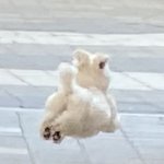 [드루와] 우리 강아지 공중부양함;