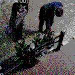 (추가)<b>화분</b>도둑 꼭 잡고 싶어요