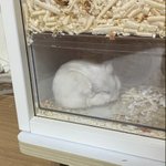 요즘 판 트위터 <b>유입</b> 왜 이렇게 늘음 ㅋㅋㅋ
