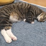 행복한 고양이들 3