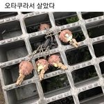 [진격의거인] 진짜 <b>투디</b> 파는게 좋다니까