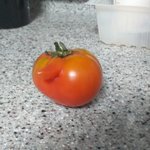 [모두드루와] <b>희한</b>한(?) 토마토