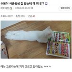 야 집에 나 혼잔ㄷㄱ대 거싷에서 박소리들ㅇㅕ