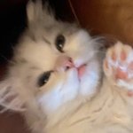 우리집 고양이 <b>츄</b><b>르</b>를 좋아해