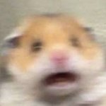 내 최애 진짜 서바이벌 나온게 신의 <b>한수</b>같음