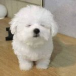 [NCT즌] 누가 강쥐게?? 심장<b>아파</b>...