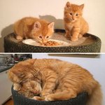 조그마한 아기 <b>고앵이</b> 참 잘 컸죠?