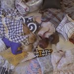 블핑 블랙핑크 <b>리사</b> 로제 제니 지수