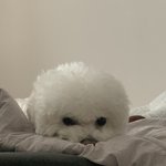 울 <b>강쥐</b> 볼 사람
