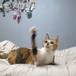 [고양이] 우리<b>집</b> 개냥<b>이</b>를 소개합니다