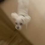 말티즈한테 당하기 1<b>초전</b>