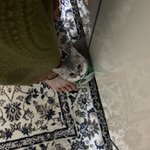 [고양이] <b>쪼꼬미</b>가 이렇게나 커버렸다 그래봐짜 5갤