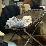 [ㅈㄱㄴ] 우리 집 강아지 <b>애착템</b> 공개