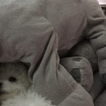[더보이즈] 헐 얘들아 애들 숙소에서 강아지 키운대