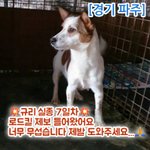 [방탈죄송] 잃어버린 강아지 찾는중인데 로드킬 제보 들어왔어요(경기...