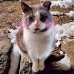 밥주는 길고양이들 미모 자랑하고싶어서 올려요..