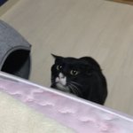 [드루와] 아 우리고양이 ㅈㄴ웃긴사진있네