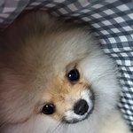 [드루와] 얘<b>도라</b> 혀피어싱 할말??