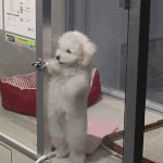 오늘도 내가 쓴 글은 전부 무시를 당하는<b>군하</b>