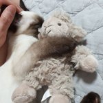[고양이] <b>울</b><b>집</b> 냥이 자랑!!