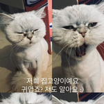 [빅톤] 저희 <b>집</b> 톤이들이에요
