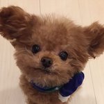 [NCT즌] 아니 동역아 왜 강아지로 <b>변해</b>써