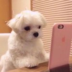 <b>통통</b>한 애드라...
