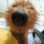 <b>이</b> 세상에 <b>강아지</b>보다 귀여운게 있을까