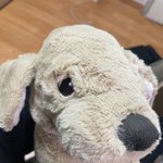 강아지 <b>입양</b>했어