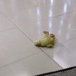 중학교때 <b>입양아</b>인거 밝혔던 거 생각난다
