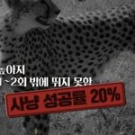 [NCT즌] <b>모에</b>화 이런거 아니고 이마크 진짜 애기 치타 맞나봐