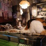 [댓글부탁해] 튀<b>동</b><b>숲</b>하는데 기부해줄사람업ㅎ녀.....??