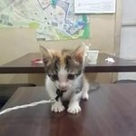 [고양이] 이 <b>까불이</b> 녀석들 잘놀고있니?