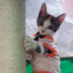 [고양이] 냥이들 <b>추가사진</b>