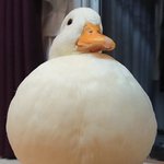 나 <b>오리</b> ㅈㄴ좋아하는데