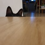 [고양이] 으르신귀는 <b>집사</b>에대한 애정입니다~^^