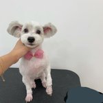 울집 <b>강쥐</b> 예뿌지