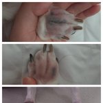 소중한 우리강아지가 유명 제품을 쓰고 모낭충에 감염되었습니다 도와주세요