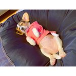 [NCT즌] 근데 <b>벨라</b> 강아지종? 이라고 해야하나 그게머임