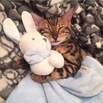 언니 <b>인형</b> 빨리 내놔라냥