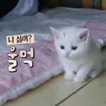 희망대학에 <b>성신</b>여대 적었는데