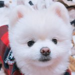 [강아지] 저희 탄이 좀 찾아주세요..<b>sns</b>로 퍼트려주세요.