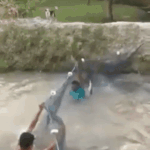 <b>Fish</b>가 풍년