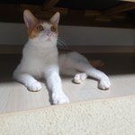 [왕초보<b>집사</b>]꼬리 짧은 냥이 마음 궁금해요