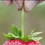 [NCT즌] 우리 <b>쇼미</b>더타로딸기밀크티님