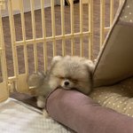 [강아지] 저희 강아지 구경하고 가주세여....